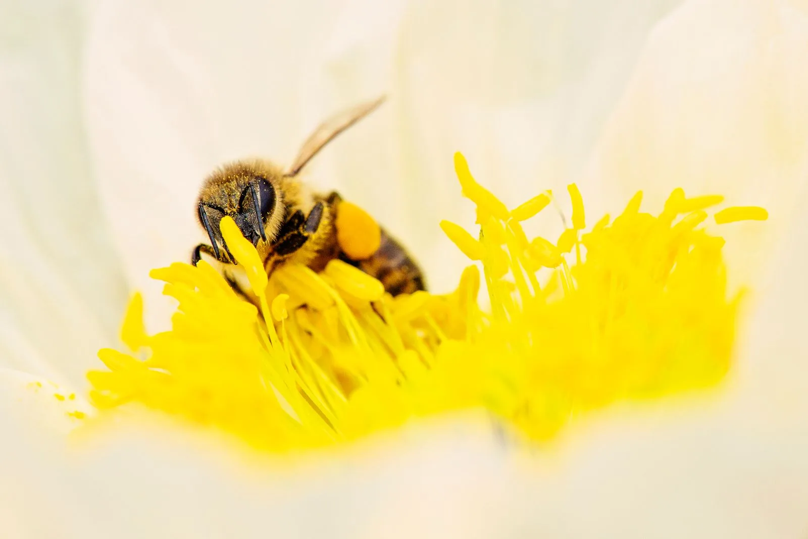 Abeille butinant une fleur blanche et jaune, source d'inspiration pour la palette réaliste de la grille point de croix abeille