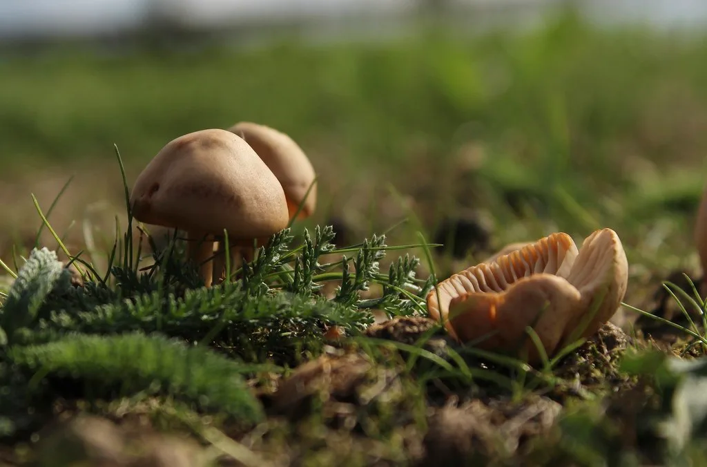 Petits champignons sauvages dans la mousse, inspiration pour motifs point de croix automne