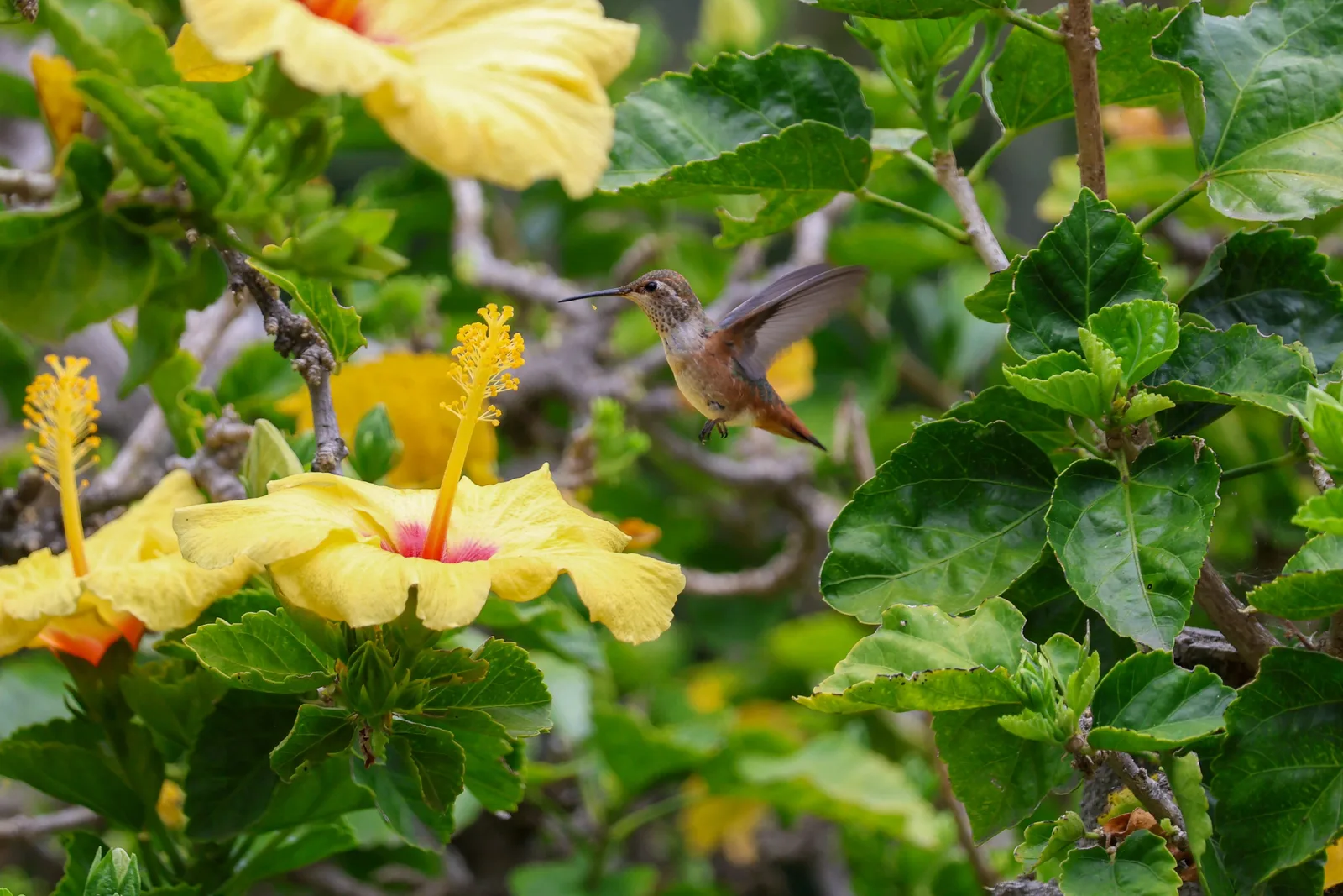Colibri en vol devant une fleur d'hibiscus jaune — inspiration chromatique pour la grille point de croix colibri 2026