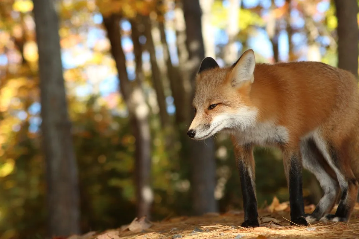 Portrait d'un renard roux dans une forêt automnale, tons orange et bruns en arrière-plan
